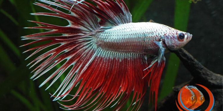 Comment savoir si un combattant est heureux ?