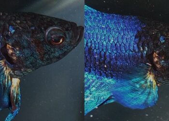 Comment savoir si un combattant est malade ?