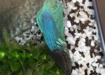 Comment savoir si un combattant va bien ?