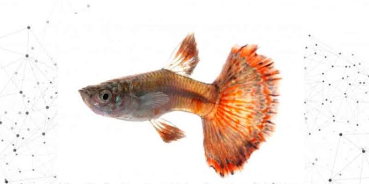 Comment savoir si un guppy a faim ?