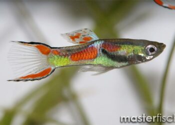 Comment savoir si un guppy a faim ?