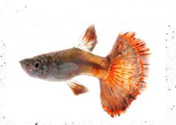 Comment savoir si un guppy a faim ?