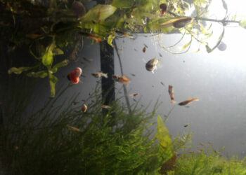 Comment savoir si un guppy est heureux ?