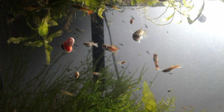 Comment savoir si un guppy est heureux ?