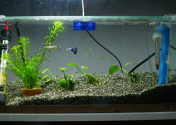 Comment savoir si un guppy est heureux ?