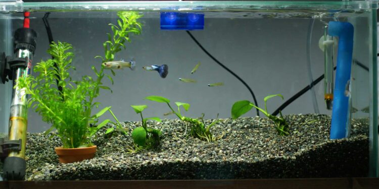 Comment savoir si un guppy est heureux ?