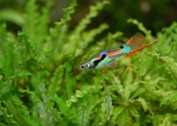 Comment savoir si un guppy est heureux ?