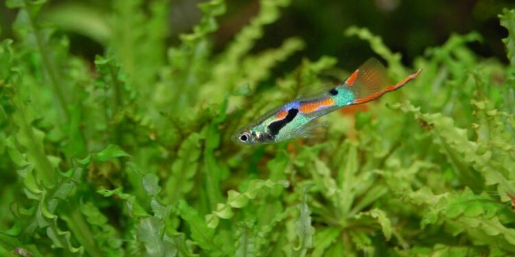 Comment savoir si un guppy est heureux ?