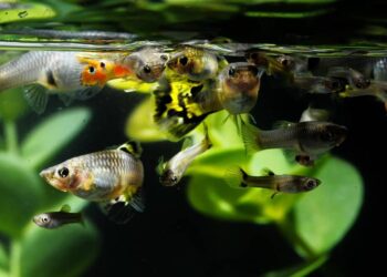 Comment savoir si un guppy est heureux ?