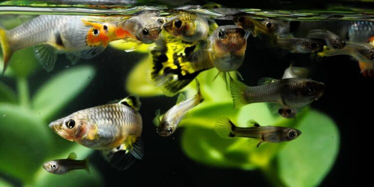 Comment savoir si un guppy est heureux ?