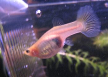 Comment savoir si un guppy va accoucher ?