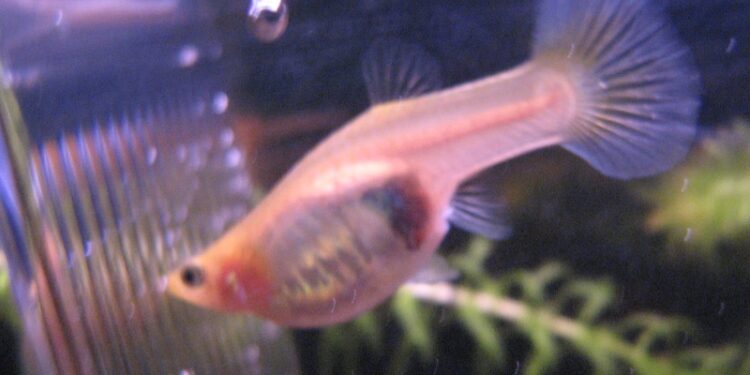 Comment savoir si un guppy va accoucher ?