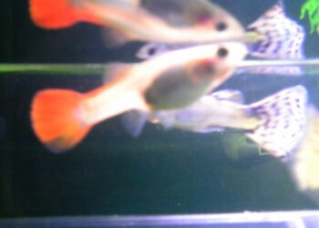 Comment savoir si un guppy va accoucher ?