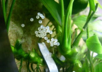 Comment savoir si un guppy va accoucher ?