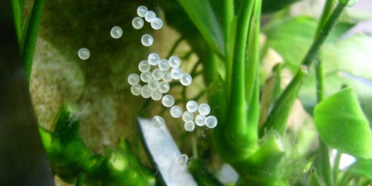 Comment savoir si un guppy va accoucher ?