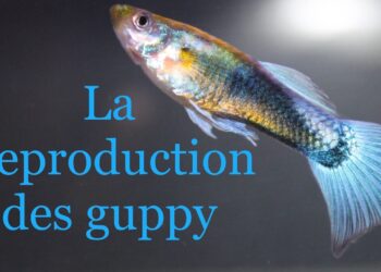 Comment savoir si un guppy va avoir ses bébés ?