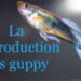 Comment savoir si un guppy va avoir ses bébés ?