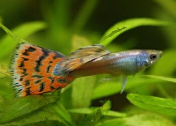 Comment savoir si un guppy va mourir ?