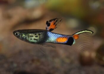 Comment savoir si un guppy va mourir ?