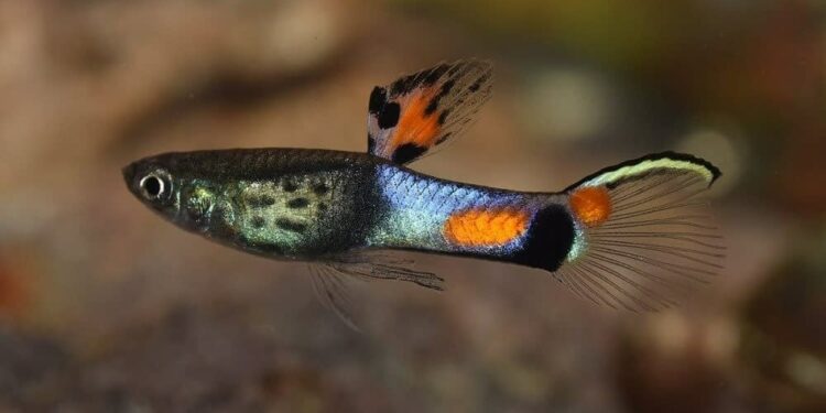 Comment savoir si un guppy va mourir ?