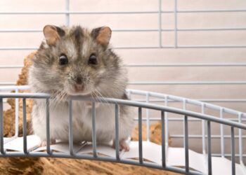 Comment savoir si un hamster est triste ?