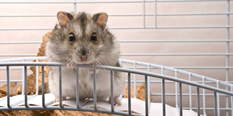 Comment savoir si un hamster est triste ?