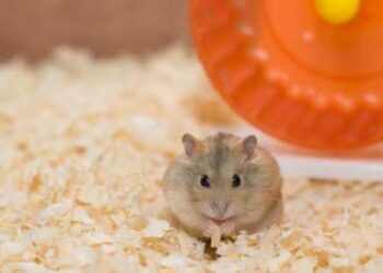 Comment savoir si un hamster est triste ?