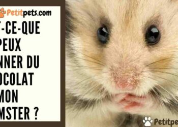 Comment savoir si un hamster est triste ?