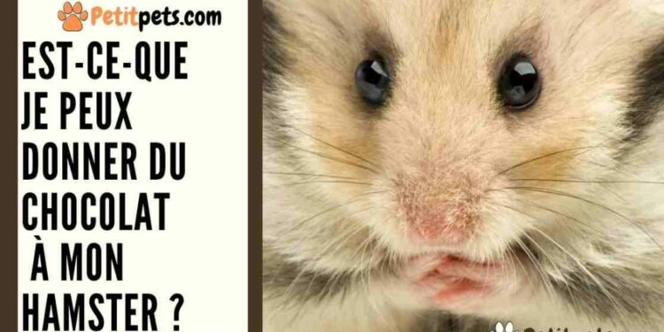 Comment savoir si un hamster est triste ?