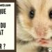 Comment savoir si un hamster est triste ?