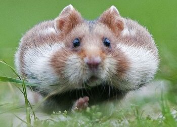 Comment savoir si un hamster va mal ?