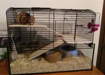 Comment savoir si un hamster vous aime ?