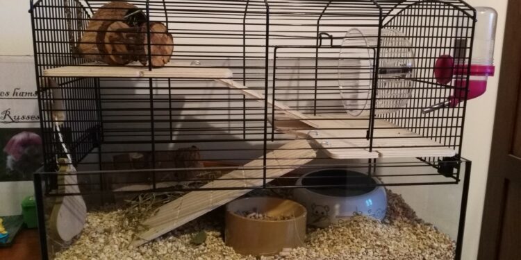 Comment savoir si un hamster vous aime ?