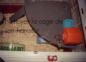 Comment savoir si un hamster vous aime ?