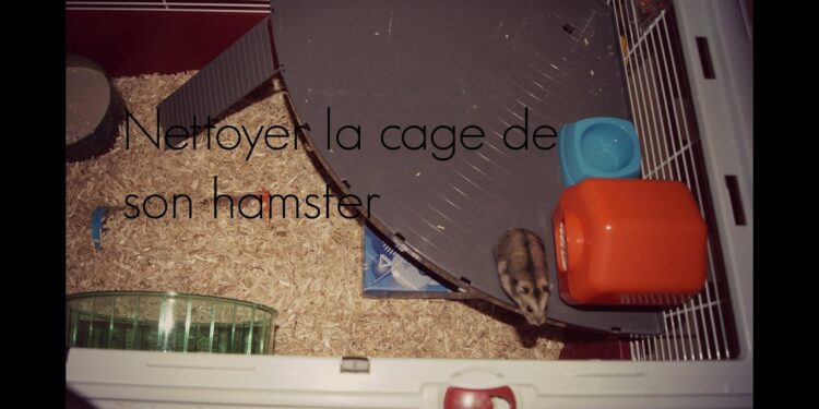 Comment savoir si un hamster vous aime ?