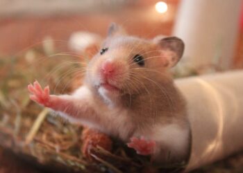 Comment savoir si un hamster vous aime ?