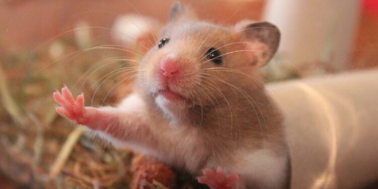 Comment savoir si un hamster vous aime ?