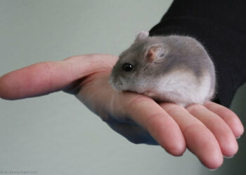 Comment savoir si un hamster vous aime ?