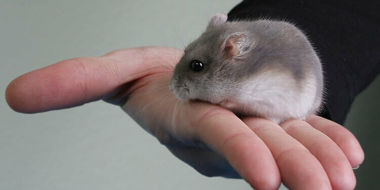 Comment savoir si un hamster vous aime ?