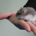 Comment savoir si un hamster vous aime ?