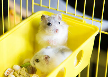 Comment savoir si un hamster vous aime ?