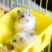 Comment savoir si un hamster vous aime ?