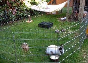 Comment savoir si un lapin à froid ?