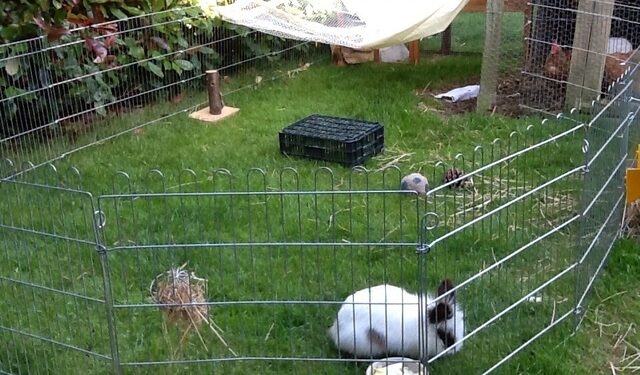 Comment savoir si un lapin à froid ?