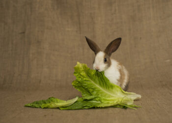 Comment savoir si un lapin est déshydraté ?