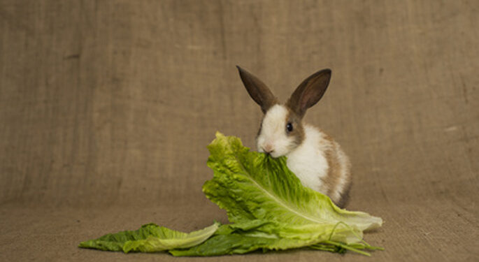 Comment savoir si un lapin est déshydraté ?