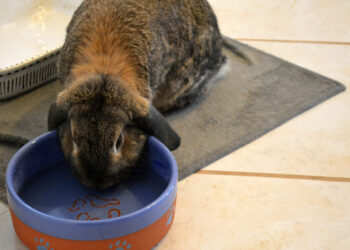 Comment savoir si un lapin est déshydraté ?