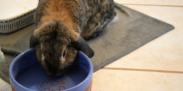 Comment savoir si un lapin est déshydraté ?