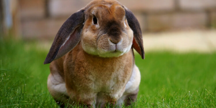 Comment savoir si un lapin est triste ?