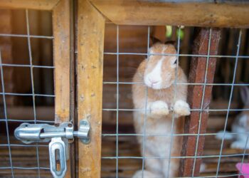 Comment savoir si un lapin ne va pas bien ?
